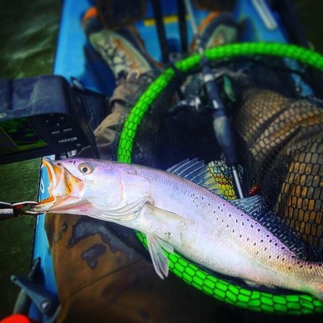 A nice winter-time speckled trout displayed in a net.